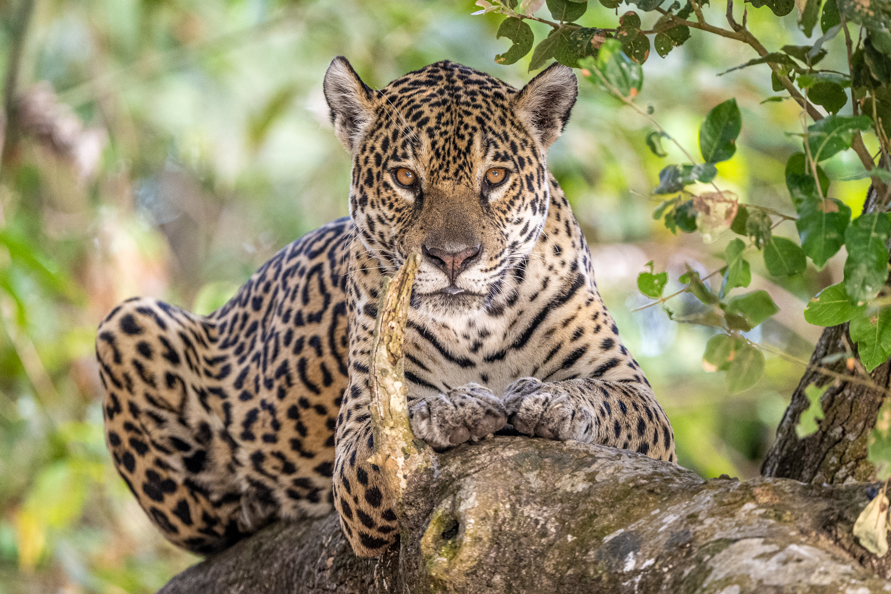 Medrosa is a female Jaguar in her absolute prime at the age of ten (image by Oliver Krueger)
