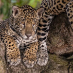 You can look relaxed if mother is right next to you (image by Oliver Krueger)