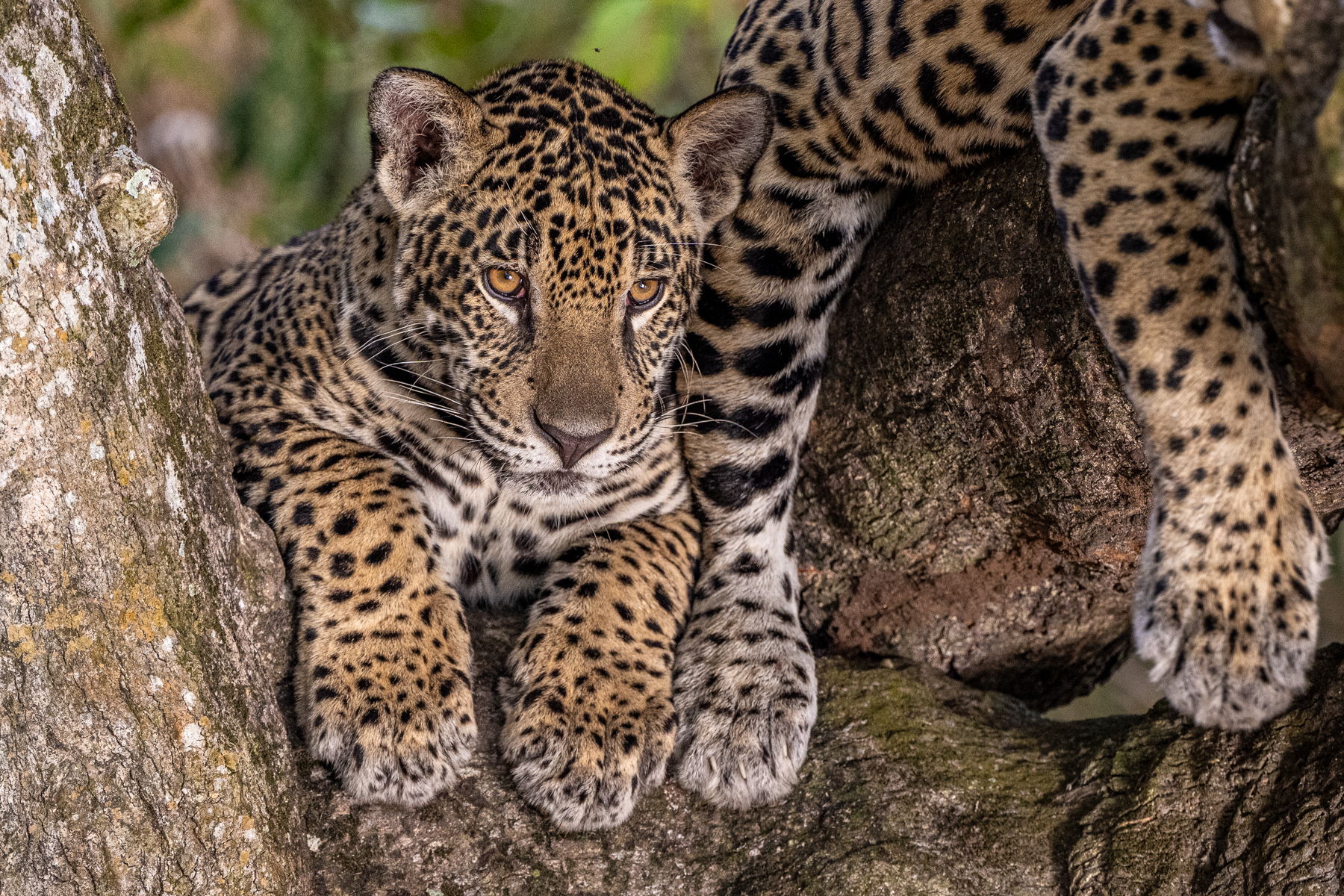 You can look relaxed if mother is right next to you (image by Oliver Krueger)