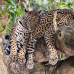 The cub reassures itself at Medrosa's side (image by Oliver Krueger)