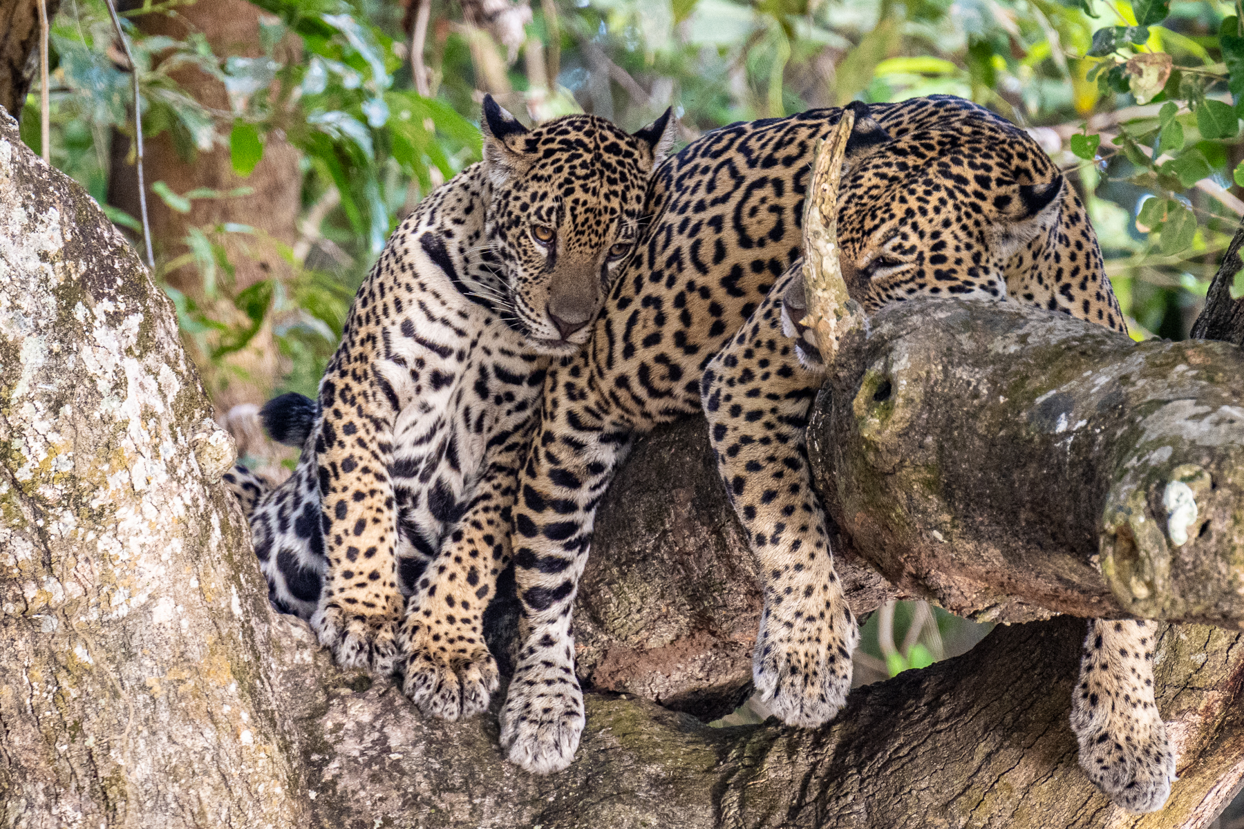 The cub reassures itself at Medrosa's side (image by Oliver Krueger)