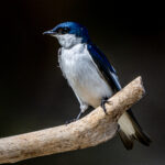 A very common but still beautiful sight, White-winged Swallow (image by Oliver Krueger)