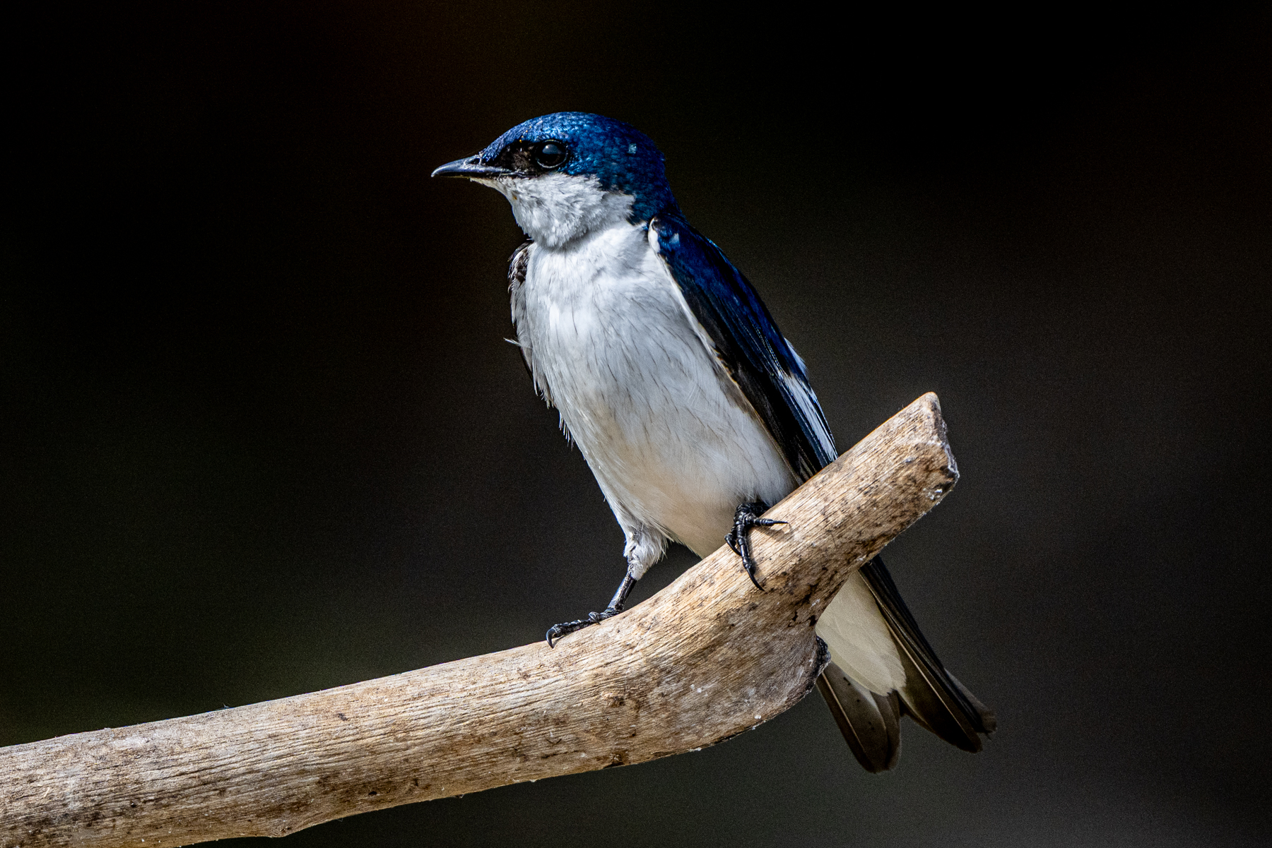 A very common but still beautiful sight, White-winged Swallow (image by Oliver Krueger)