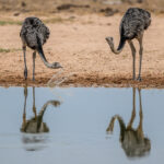 Greater Rhea drink with a sideways sweep of their heads (image by Oliver Krueger)