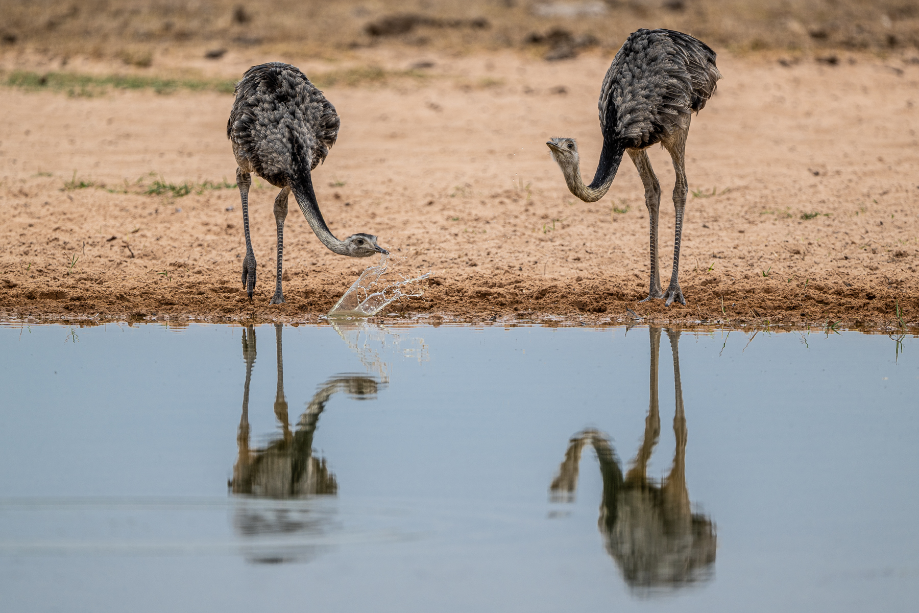 Greater Rhea drink with a sideways sweep of their heads (image by Oliver Krueger)