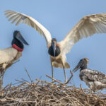 A short moment of family time at the Jabiru nest (image by Oliver Krueger)