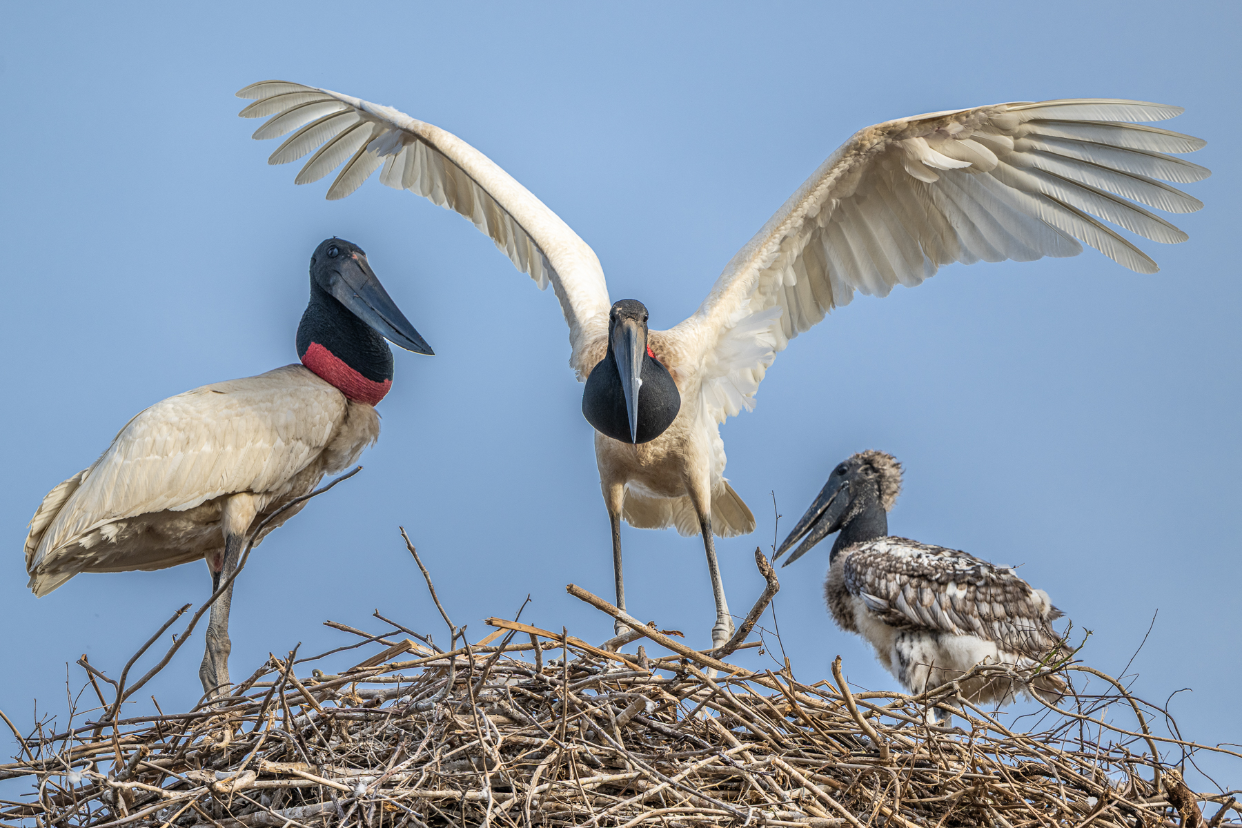 A short moment of family time at the Jabiru nest (image by Oliver Krueger)