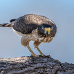 With their supraorbital ridge, birds of prey like this Roadside Hawk, can produce an amazing look (image by Oliver Krueger)