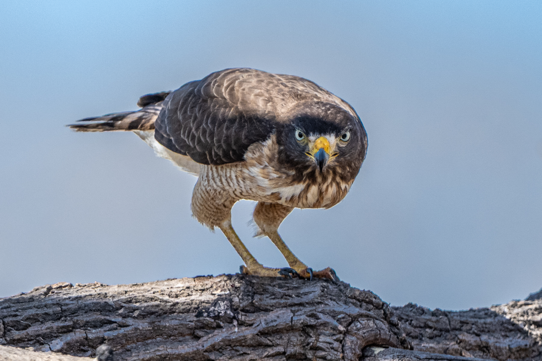 With their supraorbital ridge, birds of prey like this Roadside Hawk, can produce an amazing look (image by Oliver Krueger)
