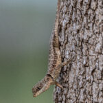 The Amazon Lava Lizard is very swift on the ground and on tree barks (image by Oliver Krueger)
