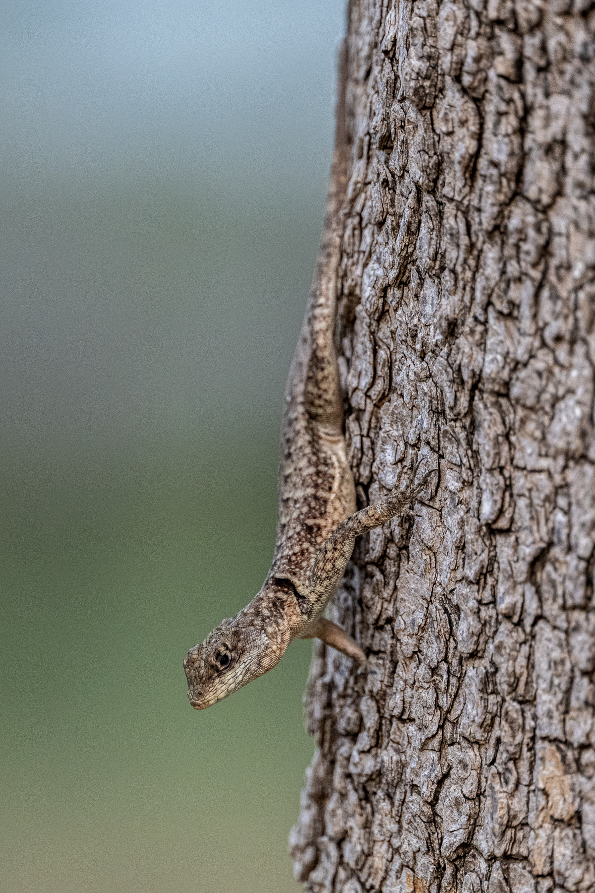 The Amazon Lava Lizard is very swift on the ground and on tree barks (image by Oliver Krueger)