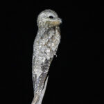 The sight of a Giant Potoo at night is a highlight of any trip to the Pantanal (image by Oliver Krueger)