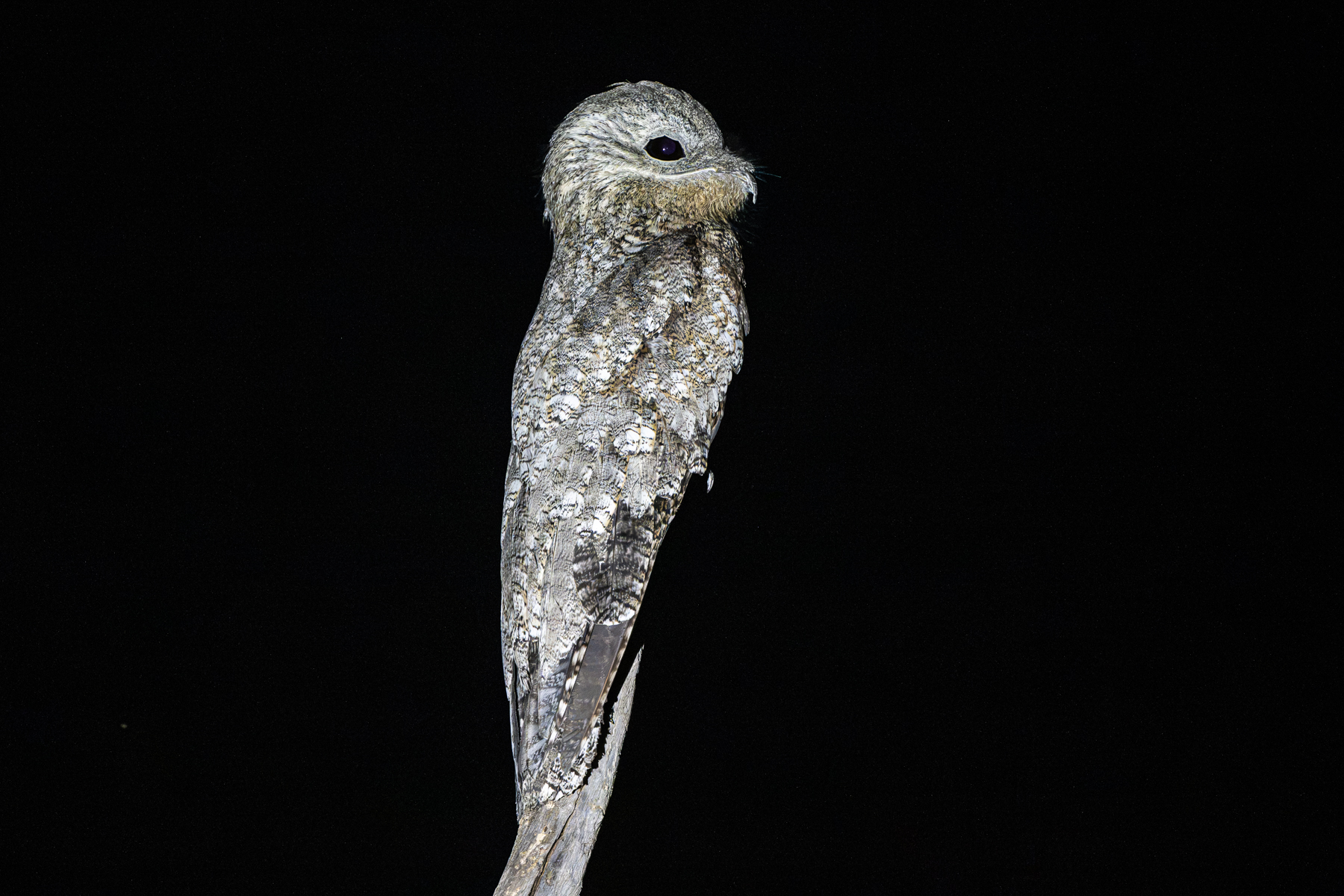 The sight of a Giant Potoo at night is a highlight of any trip to the Pantanal (image by Oliver Krueger)
