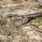 The Common Pauraque is the most common nightjar of the Pantanal (image by Oliver Krueger)