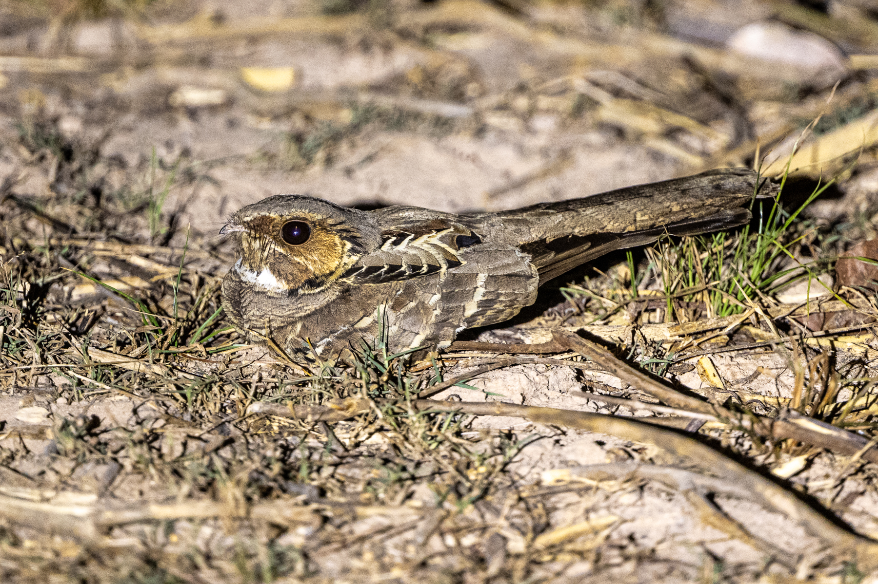 The Common Pauraque is the most common nightjar of the Pantanal (image by Oliver Krueger)