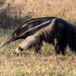 A Giant Anteater explores the savannah in search of Termite nests (image by Oliver Krueger)