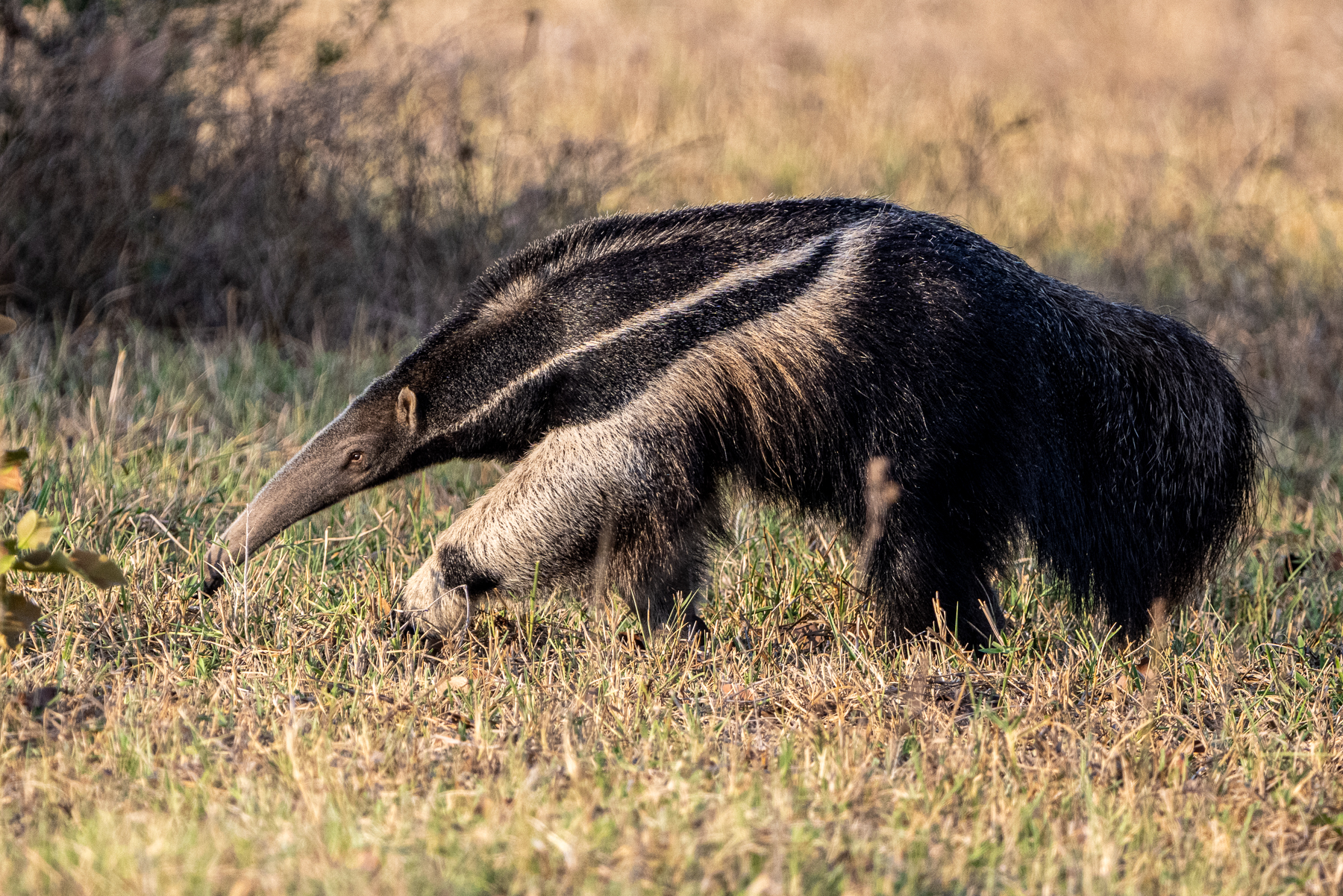 A Giant Anteater explores the savannah in search of Termite nests (image by Oliver Krueger)