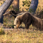 Giant Anteaters need lots and lots of Termites, as they are not very nutritious (image by Oliver Krueger)