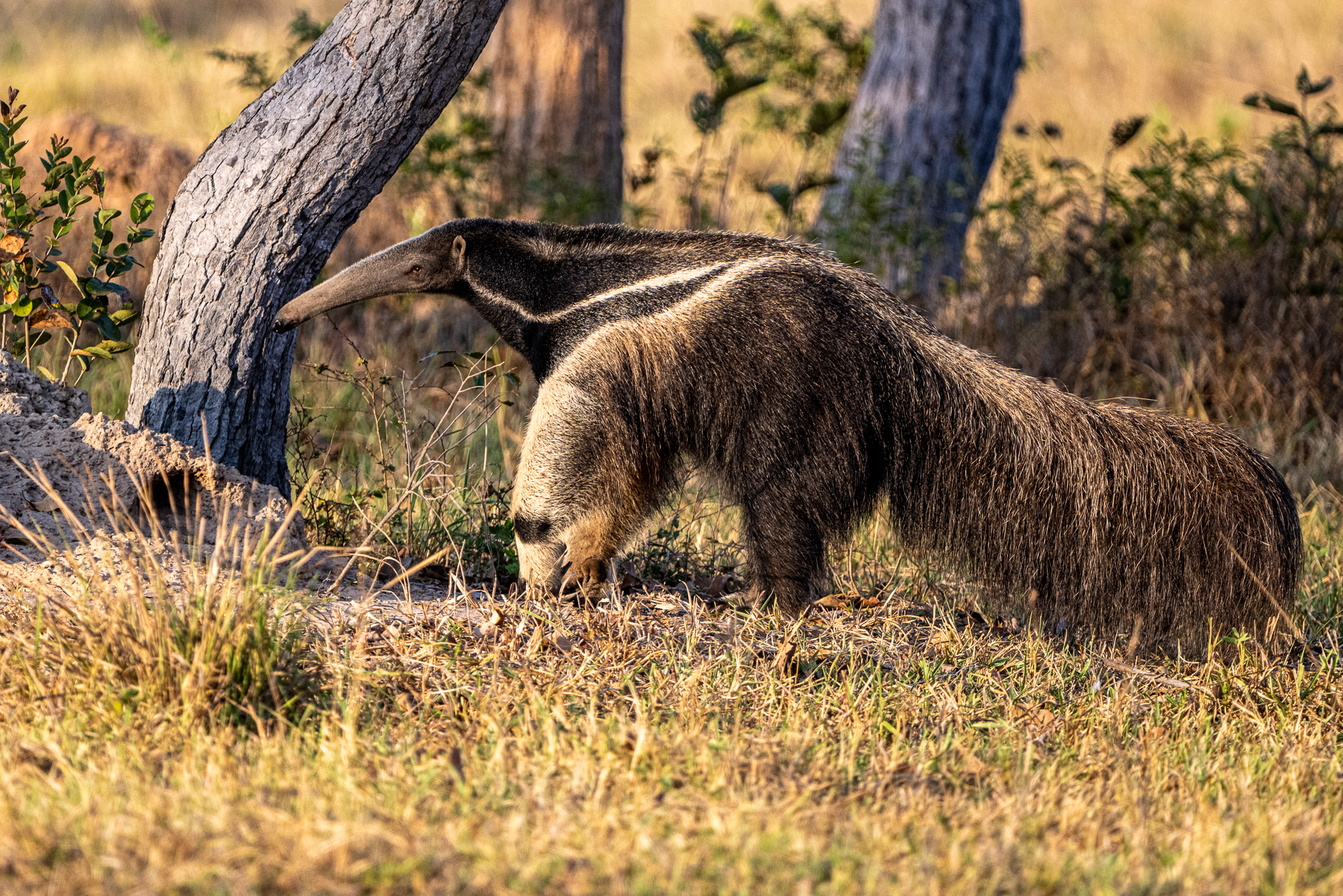 Giant Anteaters need lots and lots of Termites, as they are not very nutritious (image by Oliver Krueger)