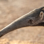 A trusting Giant Anteater came so close to the vehicle that head portraits were possible (image by Oliver Krueger)