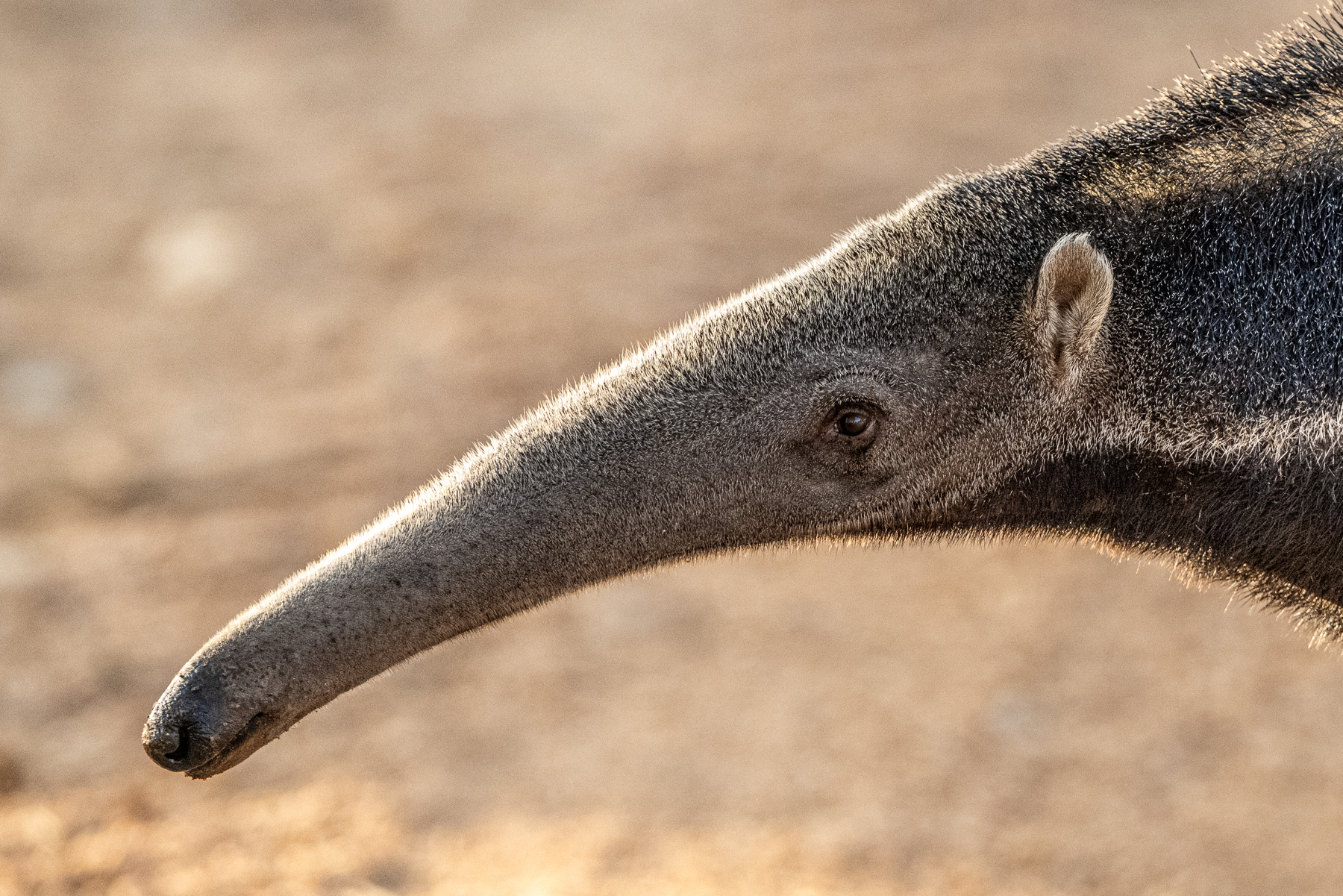A trusting Giant Anteater came so close to the vehicle that head portraits were possible (image by Oliver Krueger)