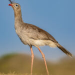 The Red-legged Seriema is normally shy, but can be very approachable at Piuval (image by Oliver Krueger)