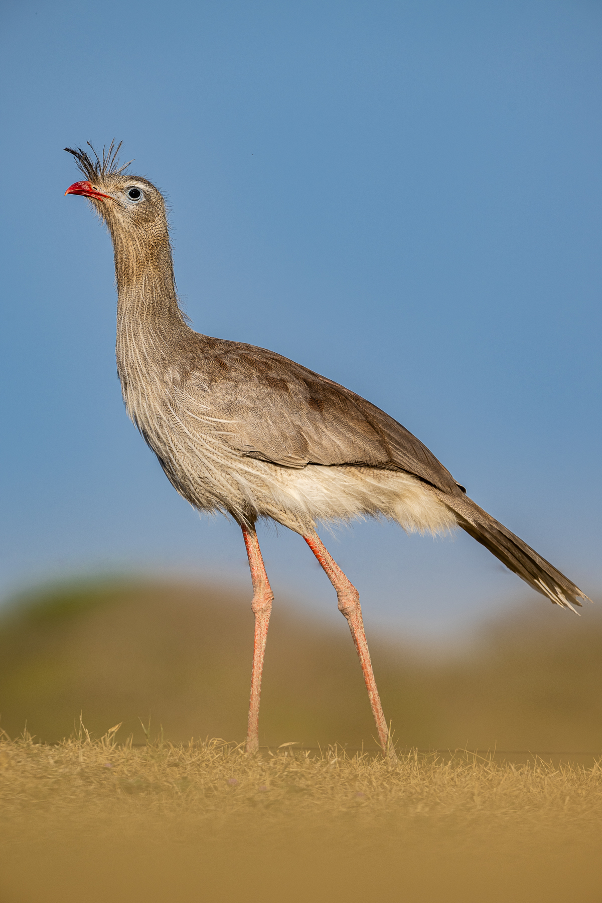 The Red-legged Seriema is normally shy, but can be very approachable at Piuval (image by Oliver Krueger)