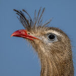 Red-legged Seriema close-up portrait (image by Oliver Krueger)