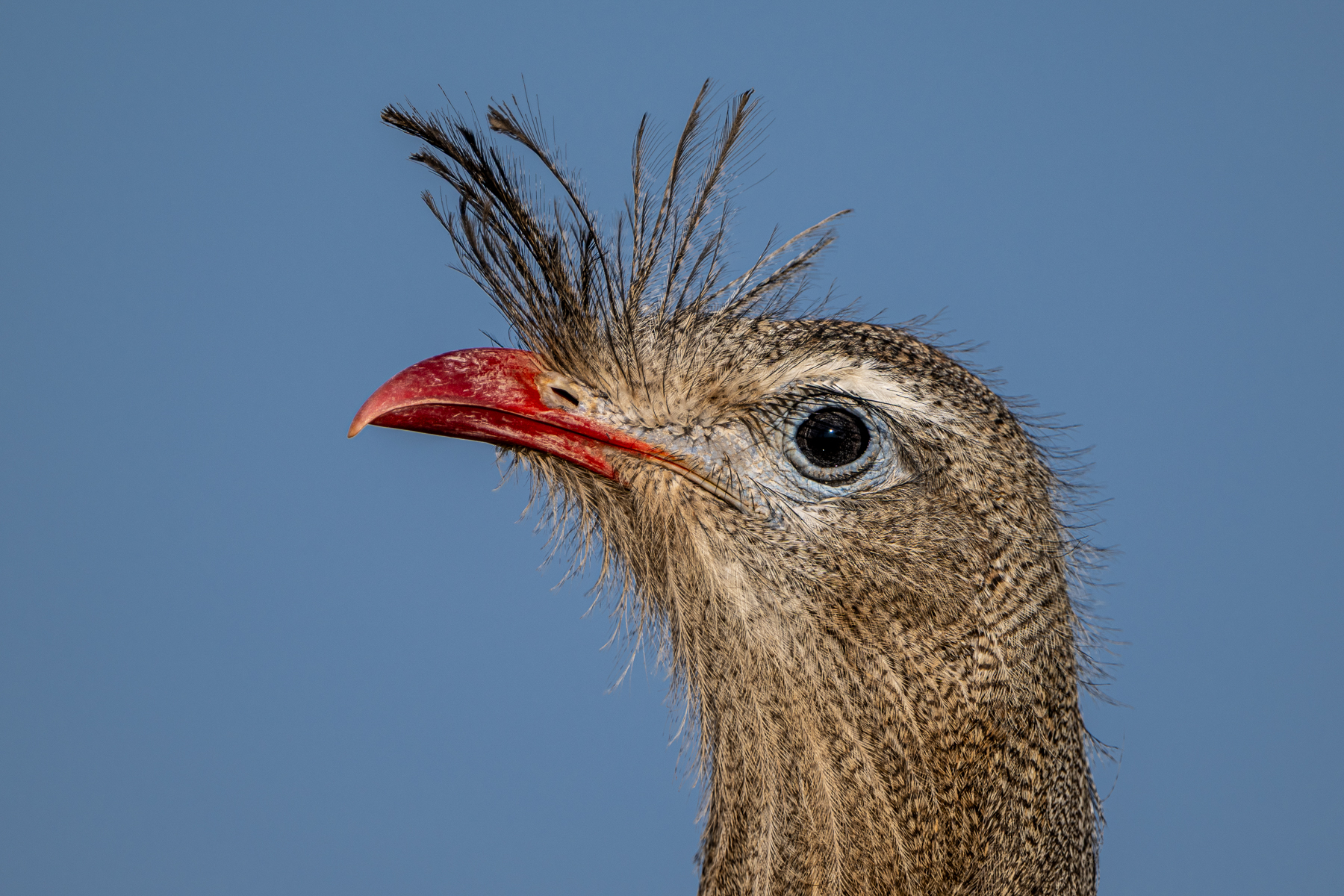 Red-legged Seriema close-up portrait (image by Oliver Krueger)