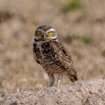 A Burrowing Owl always looks a bit sceptical (image by Oliver Krueger)