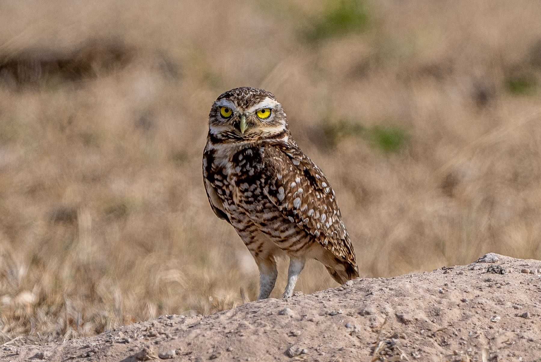 A Burrowing Owl always looks a bit sceptical (image by Oliver Krueger)
