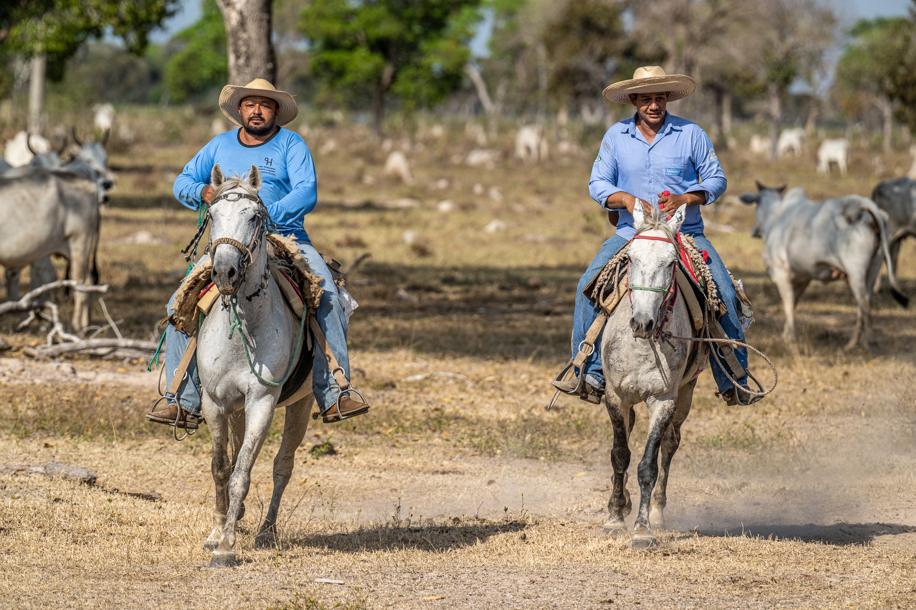 The Pantanal has been farmed for centuries, and the people doing so are called Pantaneiros (image by Oliver Krueger)