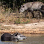 There is only place for one Tapir in a waterhole (image by Oliver Krueger)