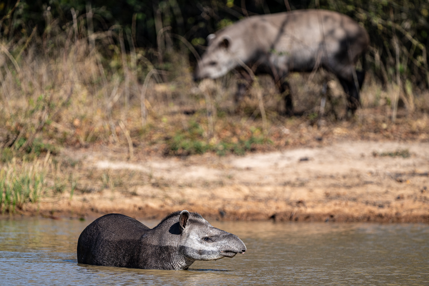There is only place for one Tapir in a waterhole (image by Oliver Krueger)