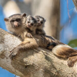 The only group of primates where two babies are born are the Tamarins (image by Oliver Krueger)