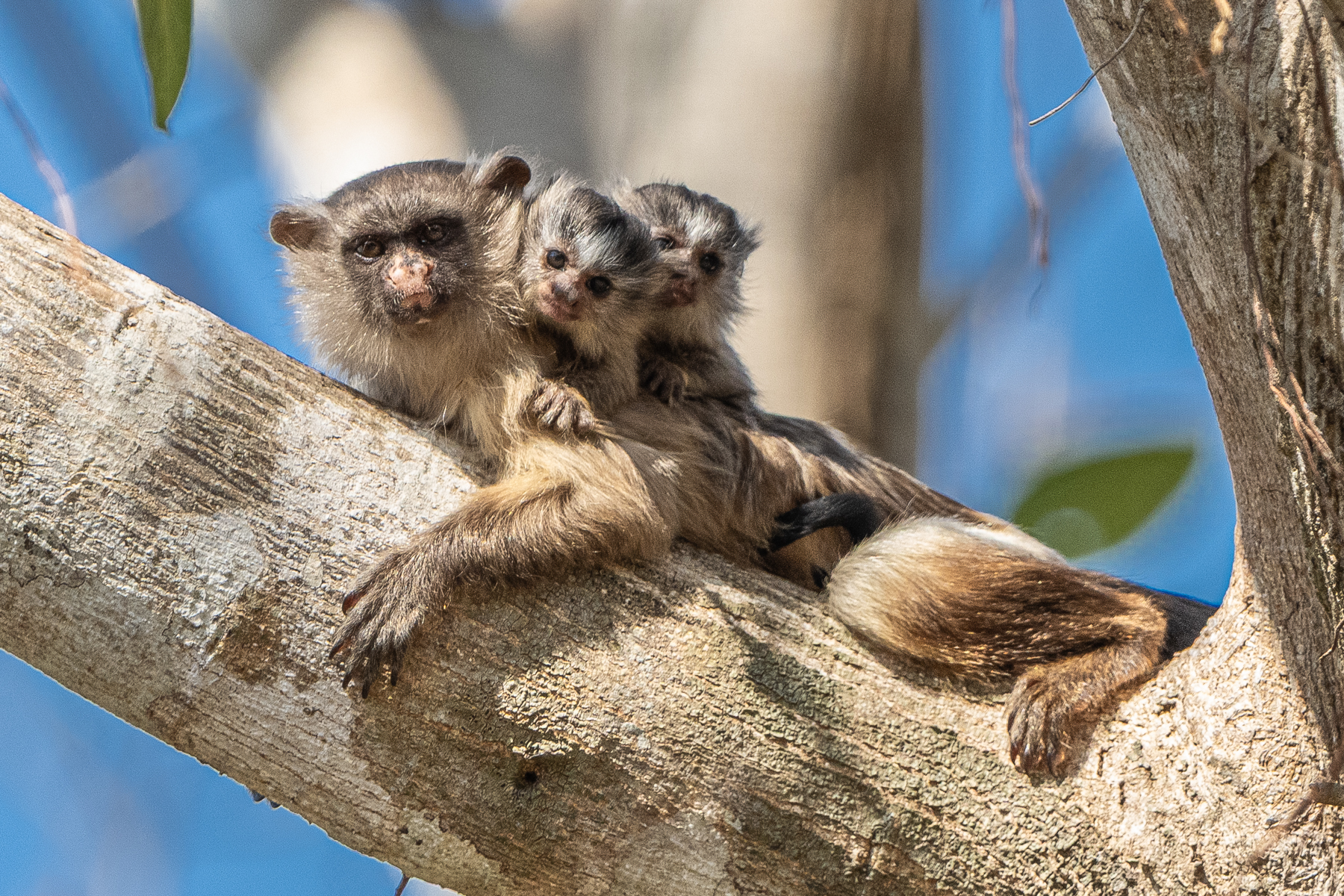 The only group of primates where two babies are born are the Tamarins (image by Oliver Krueger)