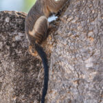 Black-tailed Tamarins rarely stay in one position long, this one luckily did (image by Oliver Krueger)