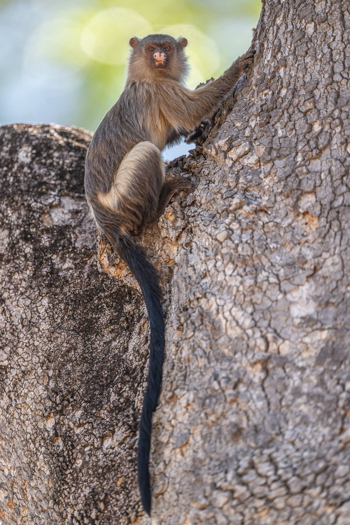 Black-tailed Tamarins rarely stay in one position long, this one luckily did (image by Oliver Krueger)