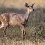 Gray Brocket Deer can be told apart from their red sister species by the large ears (image by Oliver Krueger)