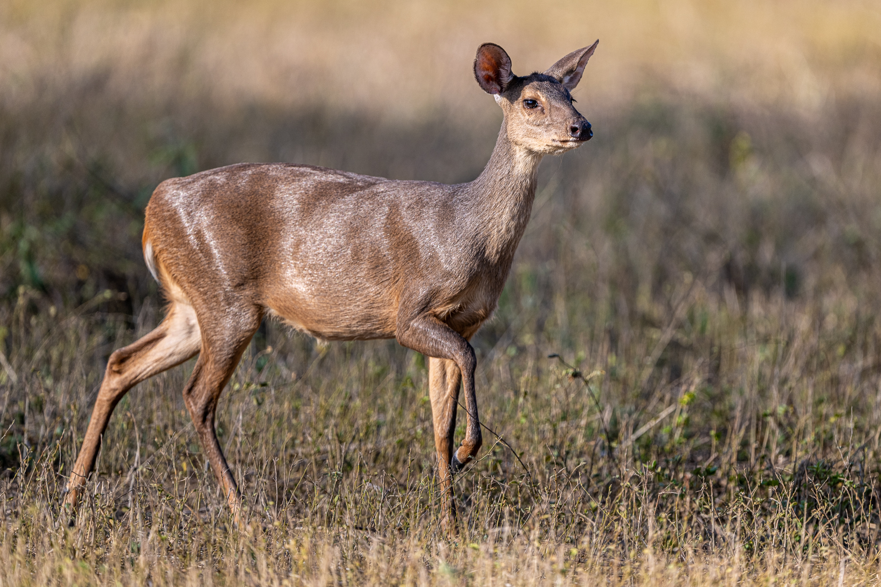 Gray Brocket Deer can be told apart from their red sister species by the large ears (image by Oliver Krueger)