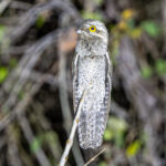 The Common Potoo is a superbly adapted nocturnal insect predator (image by Oliver Krueger)
