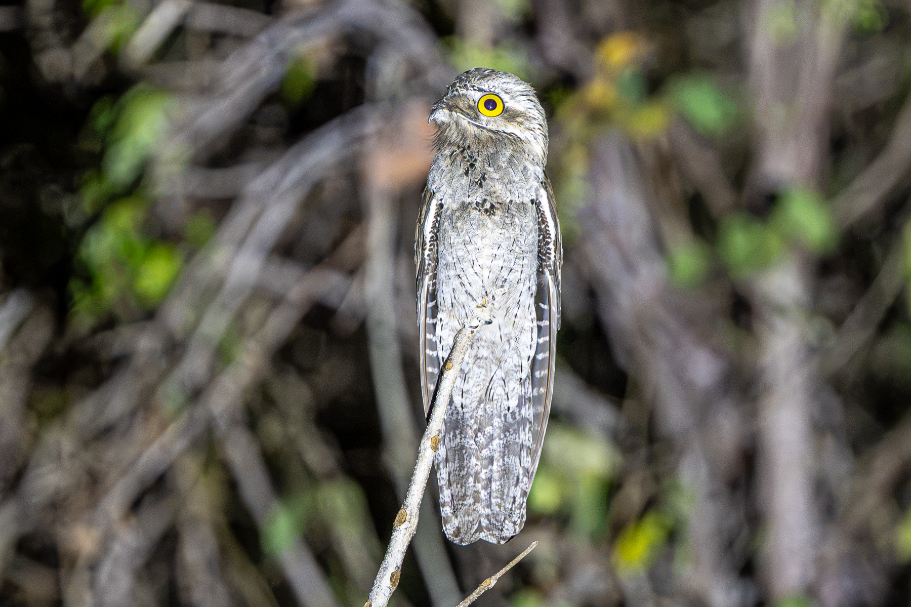 The Common Potoo is a superbly adapted nocturnal insect predator (image by Oliver Krueger)