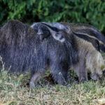 Due to the foraging behaviour and peculiar gait, a Giant Anteater baby has to ride on the mother's back (image by Oliver Krueger)