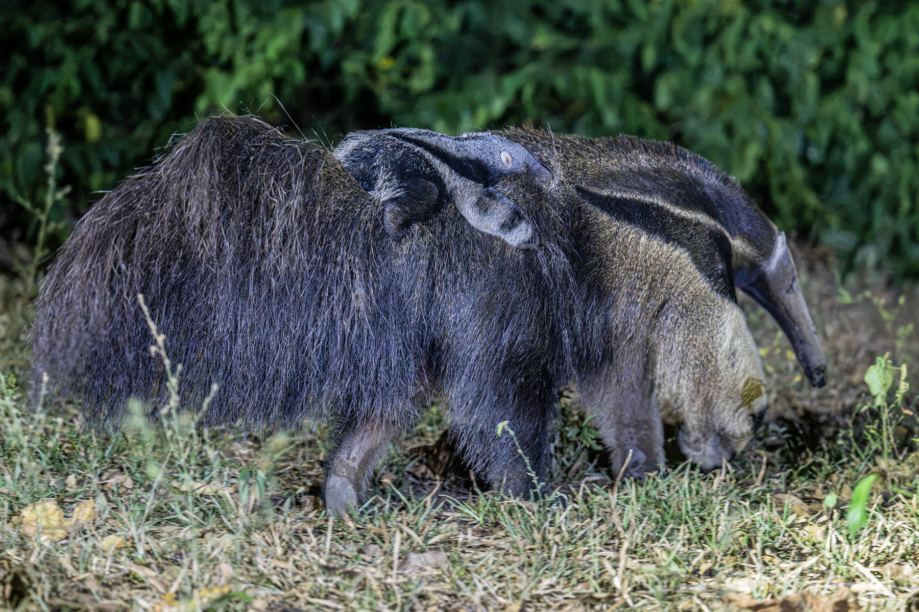 Due to the foraging behaviour and peculiar gait, a Giant Anteater baby has to ride on the mother's back (image by Oliver Krueger)