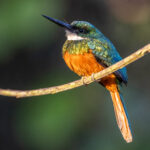 A Rufous-tailed Jacamar male enjoys the morning sunshine (image by Oliver Krueger)