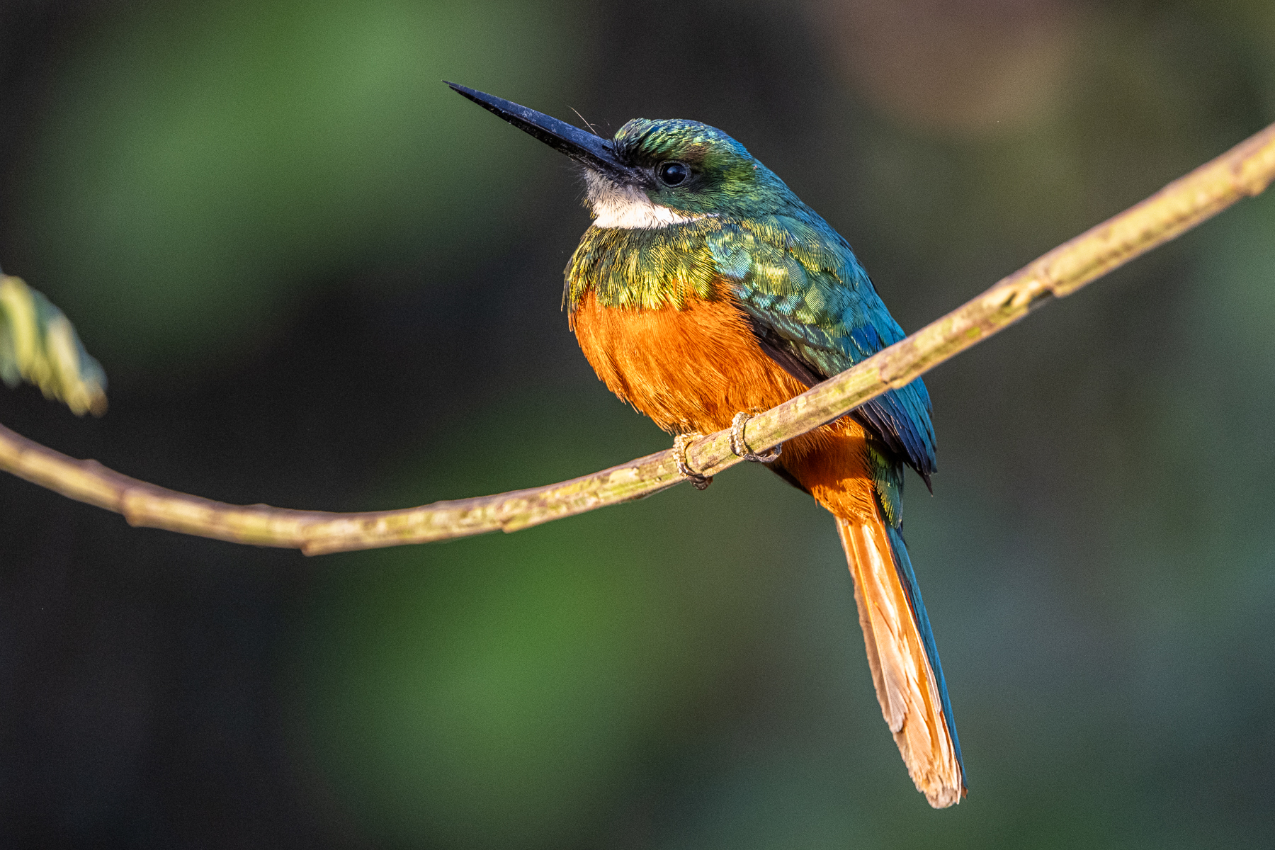 A Rufous-tailed Jacamar male enjoys the morning sunshine (image by Oliver Krueger)
