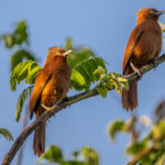 When agitated, Rufous Cachalote 