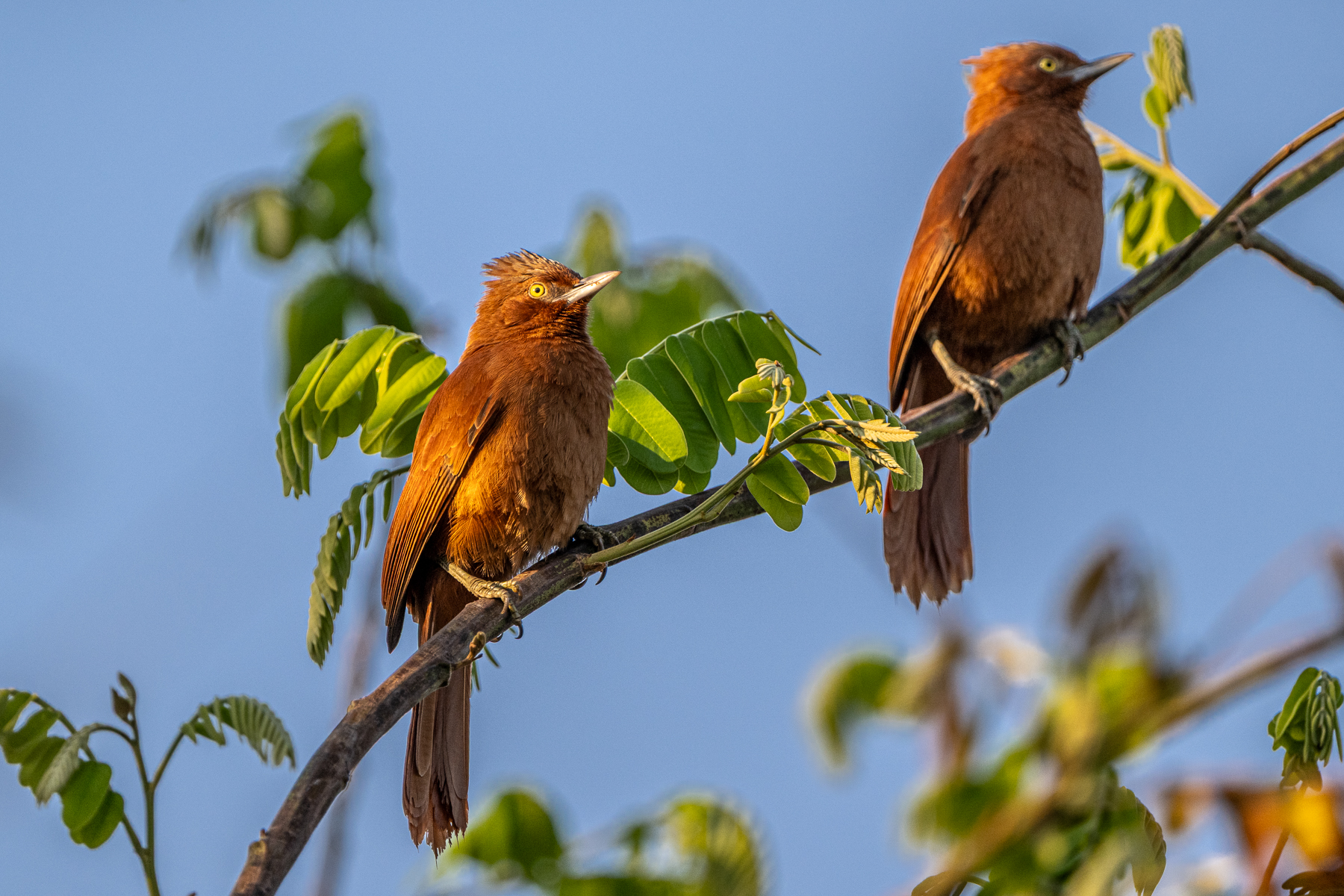 When agitated, Rufous Cachalote 