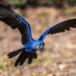 A Hyacinth Macaw in flight is an unforgettable sight of the Pantanal (image by Oliver Krueger)