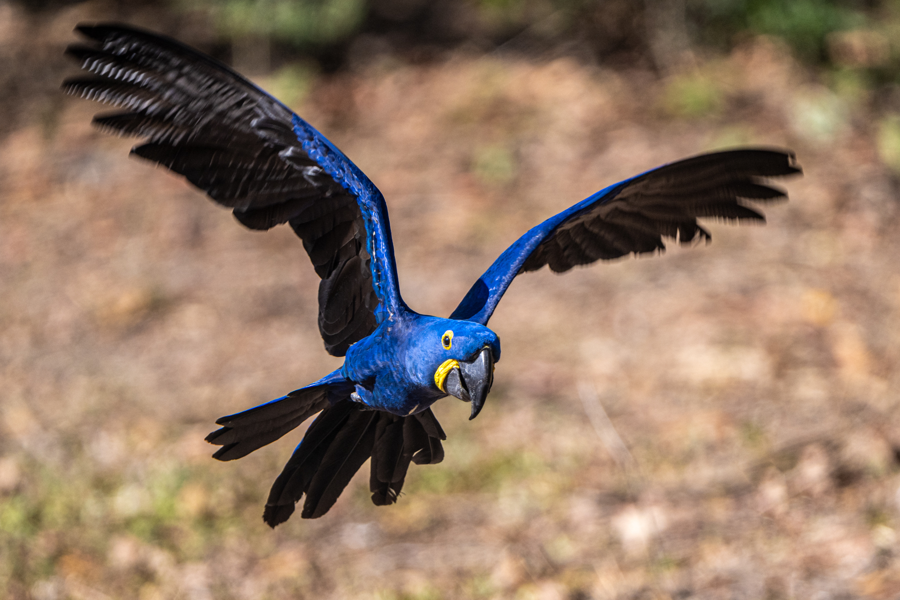 A Hyacinth Macaw in flight is an unforgettable sight of the Pantanal (image by Oliver Krueger)